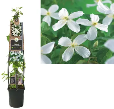 Clematis montana 'Grandiflora' (Bosrank) klimplant 115cm - afbeelding 1