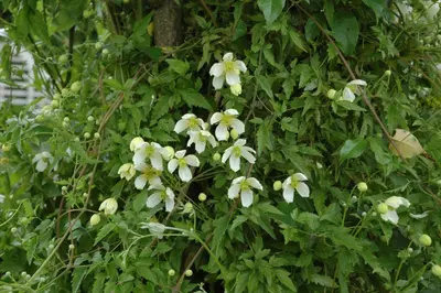 Clematis montana Grandiflora' (Bosrank) klimplant - afbeelding 5
