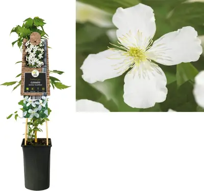Clematis montana Grandiflora' (Bosrank) klimplant - afbeelding 1