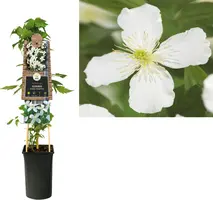 Clematis montana Grandiflora' (Bosrank) klimplant - afbeelding 1