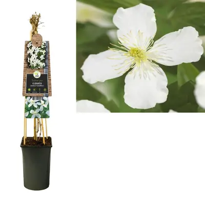 Clematis montana Grandiflora' (Bosrank) klimplant - afbeelding 2