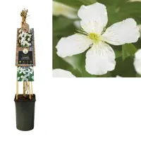 Clematis montana Grandiflora' (Bosrank) klimplant 75cm - afbeelding 2