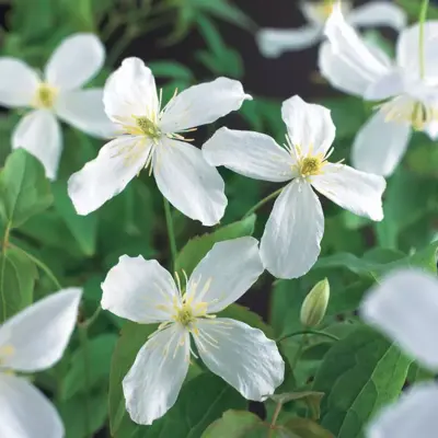 Clematis montana Grandiflora' (Bosrank) klimplant 75cm - afbeelding 3
