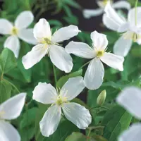 Clematis montana Grandiflora' (Bosrank) klimplant 75cm - afbeelding 2