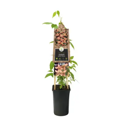 Clematis montana Marjorie' (Bosrank) klimplant - afbeelding 2