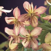 Clematis montana Marjorie' (Bosrank) klimplant - afbeelding 4