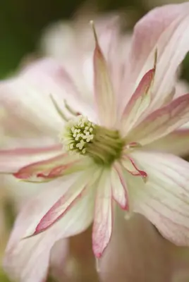 Clematis montana Marjorie' (Bosrank) klimplant 75cm - afbeelding 3