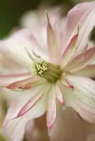 Clematis montana Marjorie' (Bosrank) klimplant 75cm - afbeelding 3