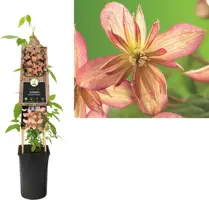 Clematis montana Marjorie' (Bosrank) klimplant 75cm - afbeelding 1
