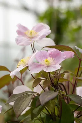 Clematis montana Mayleen' (Bosrank) klimplant - afbeelding 6