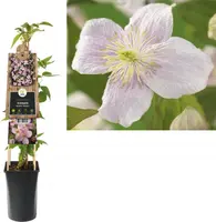 Clematis montana Mayleen' (Bosrank) klimplant - afbeelding 2
