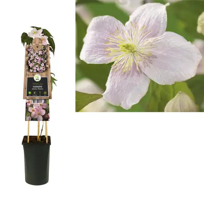 Clematis montana Mayleen' (Bosrank) klimplant - afbeelding 1