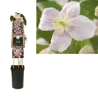 Clematis montana Mayleen' (Bosrank) klimplant - afbeelding 1