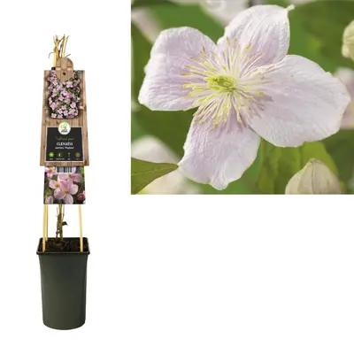 Clematis montana Mayleen' (Bosrank) klimplant - afbeelding 3