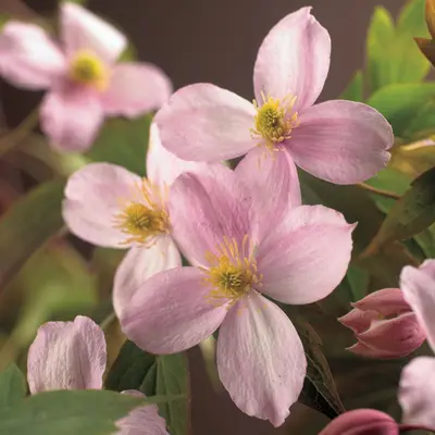 Clematis montana Mayleen' (Bosrank) klimplant - afbeelding 4