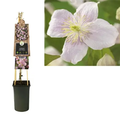 Clematis montana Mayleen' (Bosrank) klimplant 75cm - afbeelding 3