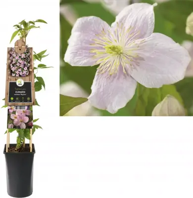 Clematis montana Mayleen' (Bosrank) klimplant 75cm - afbeelding 2