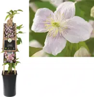 Clematis montana Mayleen' (Bosrank) klimplant 75cm - afbeelding 2