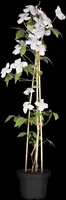 Clematis montana Pink Perfection' (Bosrank) klimplant - afbeelding 4
