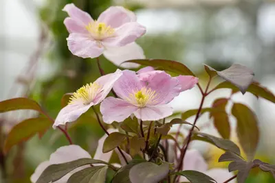 Clematis montana Pink Perfection' (Bosrank) klimplant - afbeelding 6