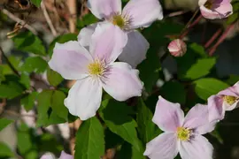 Clematis montana Pink Perfection' (Bosrank) klimplant - afbeelding 7