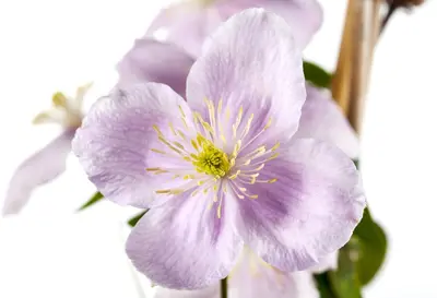 Clematis montana Pink Perfection' (Bosrank) klimplant - afbeelding 5