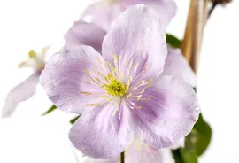 Clematis montana Pink Perfection' (Bosrank) klimplant - afbeelding 5