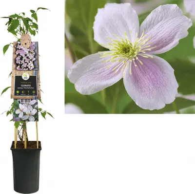 Clematis montana Pink Perfection' (Bosrank) klimplant - afbeelding 1