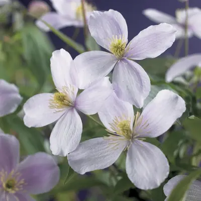 Clematis montana Pink Perfection' (Bosrank) klimplant - afbeelding 3