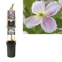 Clematis montana Pink Perfection' (Bosrank) klimplant 75cm - afbeelding 2