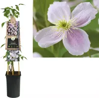 Clematis montana Pink Perfection' (Bosrank) klimplant 75cm - afbeelding 1