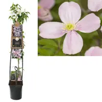 Clematis montana 'Rubens' (Bosrank) klimplant 115cm - afbeelding 3