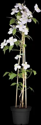 Clematis montana 'Rubens' (Bosrank) klimplant - afbeelding 8