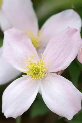 Clematis montana 'Rubens' (Bosrank) klimplant - afbeelding 2