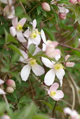 Clematis montana 'Rubens' (Bosrank) klimplant - afbeelding 3