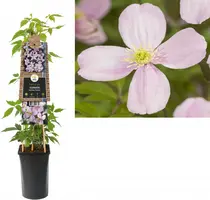 Clematis montana 'Rubens' (Bosrank) klimplant - afbeelding 1