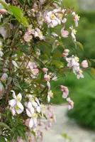 Clematis montana 'Rubens' (Bosrank) klimplant 75cm - afbeelding 5