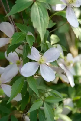 Clematis montana 'Rubens' (Bosrank) klimplant 75cm - afbeelding 6