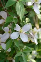 Clematis montana 'Rubens' (Bosrank) klimplant 75cm - afbeelding 6