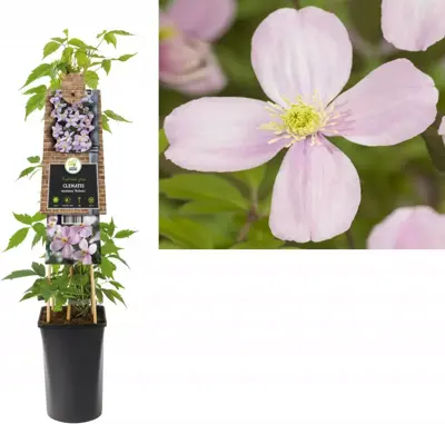 Clematis montana 'Rubens' (Bosrank) klimplant 75cm - afbeelding 1