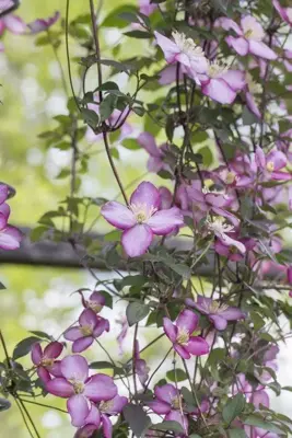 Clematis 'Montana van Gogh' (Bosrank) klimplant - afbeelding 3