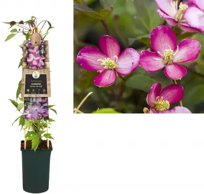 Clematis 'Montana van Gogh' (Bosrank) klimplant - afbeelding 1