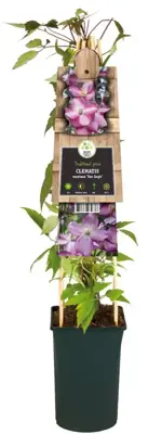 Clematis 'Montana van Gogh' (Bosrank) klimplant 75cm - afbeelding 2