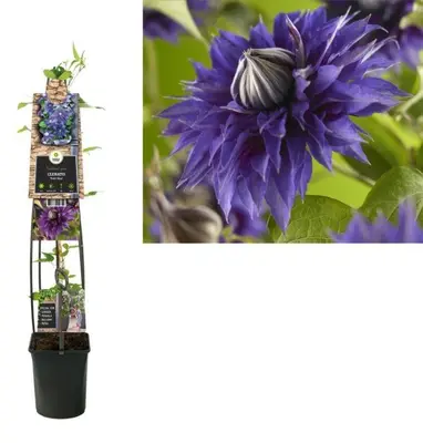 Clematis 'Multi Blue' (Bosrank) klimplant - afbeelding 1