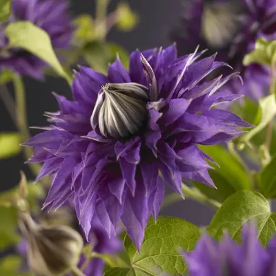 Clematis 'Multi Blue' (Bosrank) klimplant - afbeelding 2