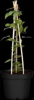 Clematis 'Multi Blue' (Bosrank 'Multi Blue') - afbeelding 2
