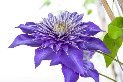 Clematis 'Multi Blue' (Bosrank 'Multi Blue') - afbeelding 1