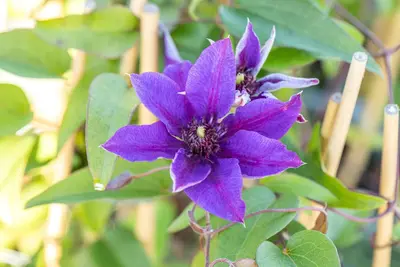 Clematis 'Multi Blue' (Bosrank 'Multi Blue') - afbeelding 5