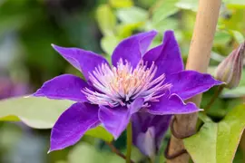 Clematis 'Multi Blue' (Bosrank 'Multi Blue') - afbeelding 6