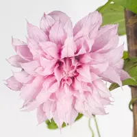 Clematis 'Multi Pink' (Bosrank) klimplant 115cm - afbeelding 2